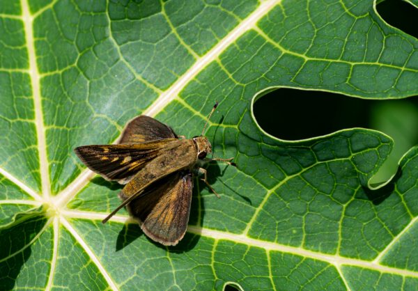 Nahaufnahme eines Schmetterlings auf Blatt mit großen Löchern.