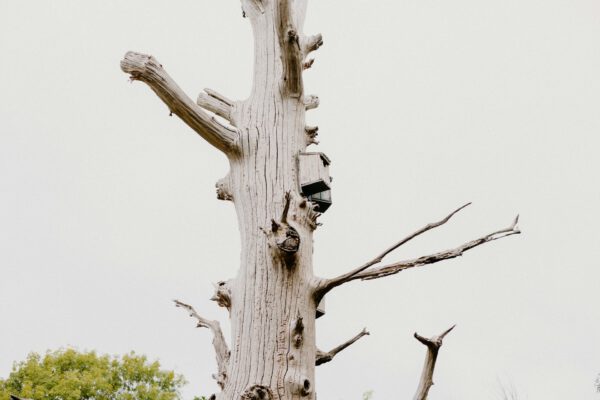 Baumkletterer Stuttgart arbeitet an einem alten, kahlen Baum mit Baussitz.