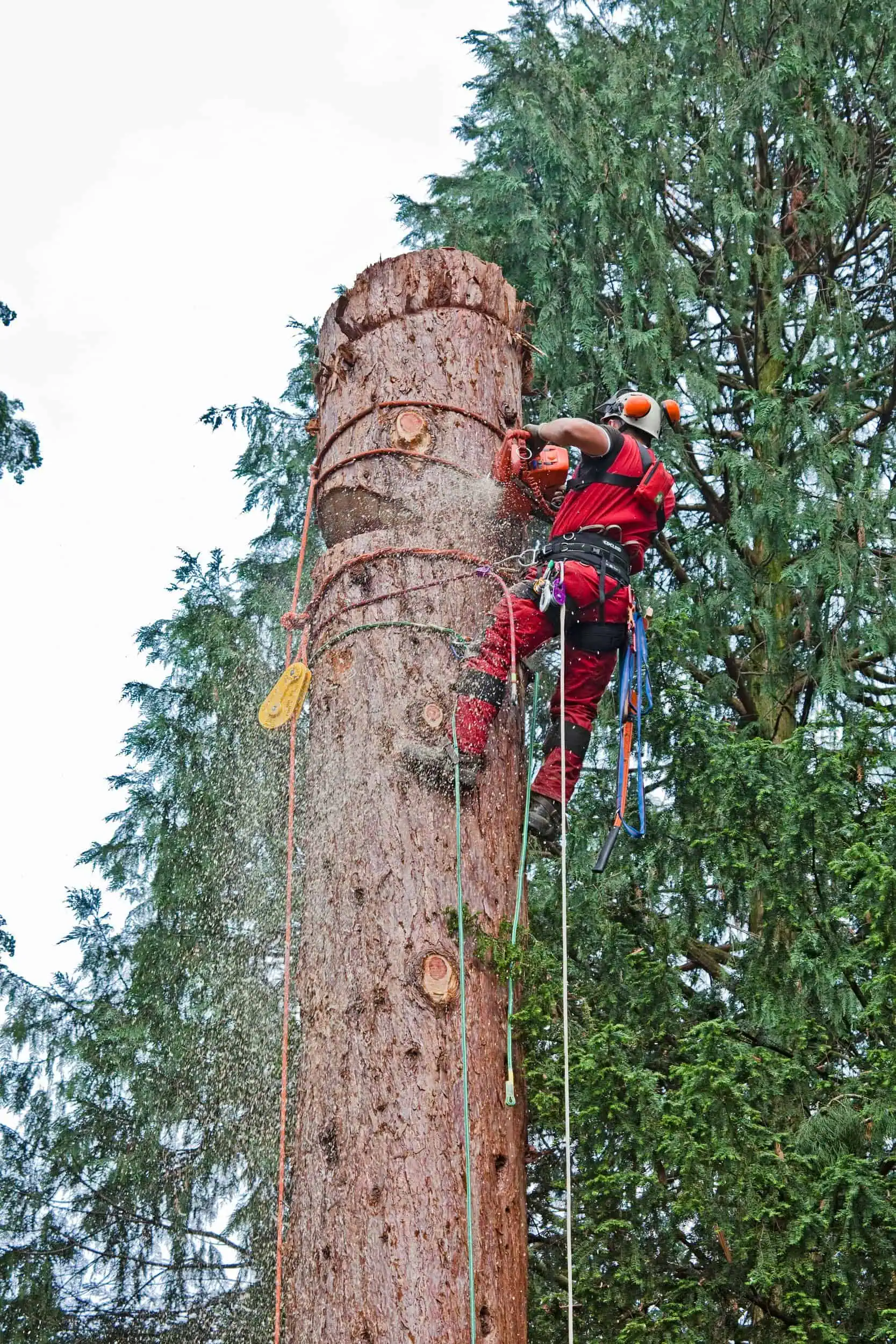 Baumkletterer schneidet einen Baum in Stuttgart sicher mit Seil- und Kettensicherheitsausrüstung.
