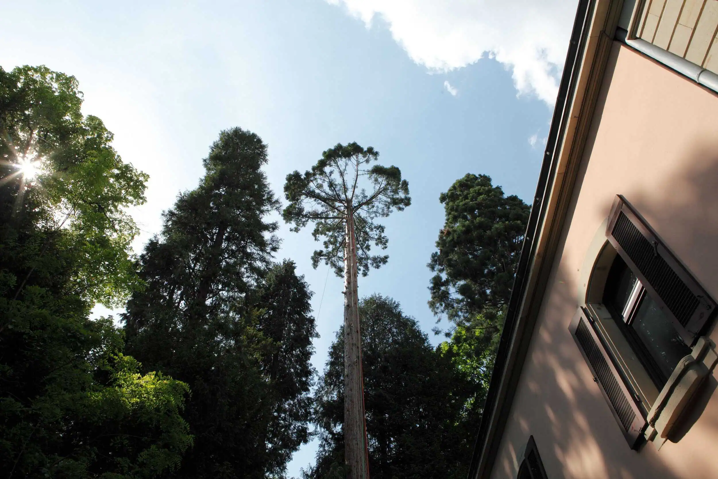 Dachfenster und Baumhäuser in Stuttgart, umgeben von hohen Bäumen.