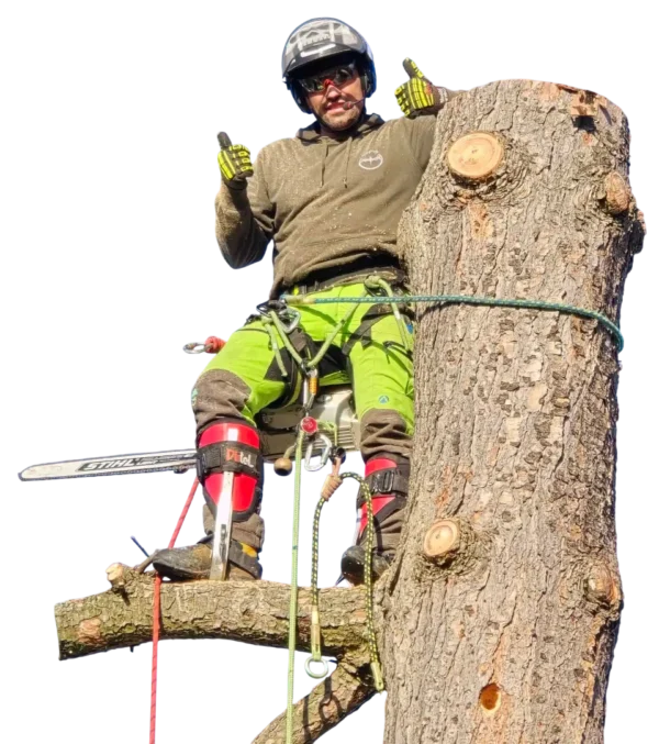 Baumkletterer schneidet einen Baum in Stuttgart sicher mit Seil- und Kettensicherheitsausrüstung.